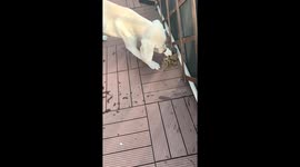Labrador cautiously plays with a feisty crab in Zhejiang, China