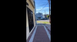 Bird playfully teases calm pit bull during walk in Buenos Aires, Argentina