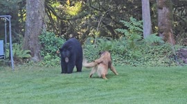 Barking Dog Pushes Black Bear Back To Property Line