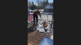 Dog Dad Shovels Golden Retriever Into Cozy Snow Blanket