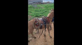 Cowboy Finds Stable Seat On Bucking Mule