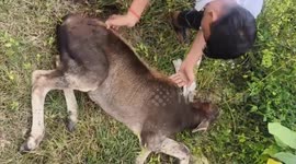 Calf suffering from lumpy virus infection rescued by locals in India