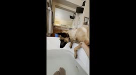 Malinois Joins Mom's Bath