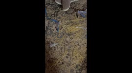 Guilty Rottweiler Puts Himself in His Crate