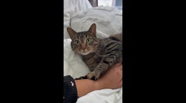 Cat Reacts to Treat Betrayal