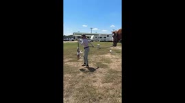 Jack Russel Won't Let Go of Horse's Lead