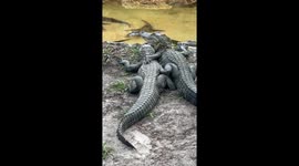 Alligator Besties Share A Cuddle