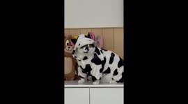 Moo are you? Pet cat wears a cow costume