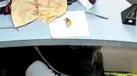 Mia the Doberman's Mischievous Mission: Operation Custard Tart!