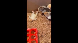 Tipped Chick Helped Upright