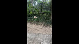 Pug Pretends She's a Plant to Get Out of Leaving the Park