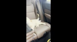 Golden Puppy Enjoys a Nap During First Road Trip