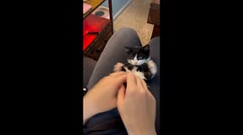 Tickling Brock's Stomach