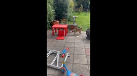 Silly Dog Caught Stealing Popcorn