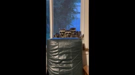 Raccoons Sitting on the Windowsill Waiting for Mom