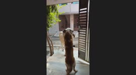 Golden Retriever Bonding With a Cow