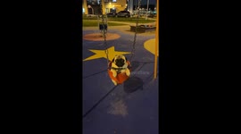 Pug in a Swing