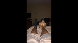 Owner Wakes Up To Small Dog Loving Feet