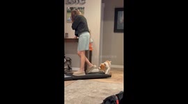 My Puppy Took Over my Walking Pad