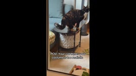 Pet owner's feline Halloween outfit does not go down well with cat