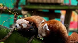 UNCAPTIONED: Banham Zoo's red panda cubs take their first steps outdoors