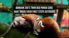 Banham Zoo's red panda cubs take their first steps outdoors