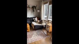 Happy Dog Doesn’t Realize Cat Sister is Getting Tail Slapped