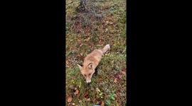 When I was out playing frisbee golf, I met a wild fox who snatched my frisbee, I traded it back with peanuts