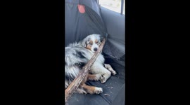 Aussie Brings Prized Stick Home From Hike