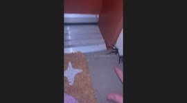 Trying to Pet a Tarantula