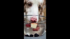 Dog Makes Funny Faces At Floating Fruit