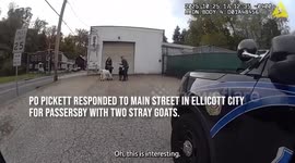 US: Howard County Police Round Up Runaway Goats In Ellicott City