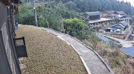 Woman accidentally slips near drying areca nuts in Hunan, China