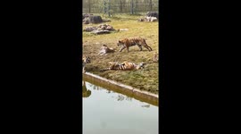 Two tigers engage in a sudden fight in Jiangsu, China