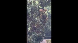 Panda falls from tree after branches break in Chongqing, China