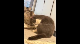 Cat playfully chasing laser light in Hebei, China