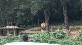 Playful lion responds to human’s shouts in Guangdong, China