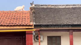 Two cats chase each other across rooftops after fight in Henan, China
