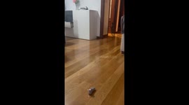 Energetic Italian Greyhound plays with mechanical toy in Maliaño, Spain