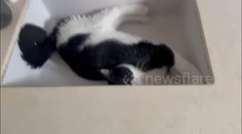 Cat refuses to leave wash basin in Guangdong, China