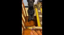 Dog perfectly catches dried fish in Jilin, China