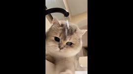 Cat curiously plays with dripping faucet in Shanghai, China