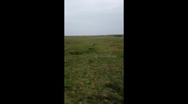 Bruce the Frenchay loving life in slow motion.The big smile just melts my heart. This is my parents dog who are nearly 80! He is the most spoilt dog ever. Vet gave him 12 months 2 years ago and here he is. Loves his walk this is close to Moreton beach on 