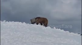 Brown Bear In Siachen Rescued by Indian Soldiers