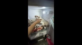 Kitten found cooling off in family's fridge
