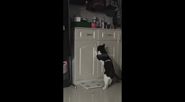 Clever cat retrieves toy bird from drawer in Xinjiang, China