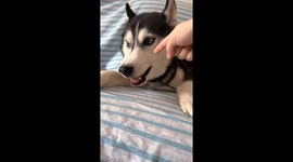 Husky mimics motorcycle sound in Chongqing, China