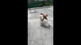Toy Poodle uses unique butt attack on another dog in Sichuan, China