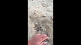 Naturally dried mushrooms found under the sand in Xinjiang, China