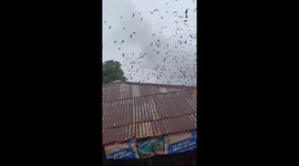 Thousands of bats seen before powerful Typhoon Tino hits in Dionela, Antique, Philippines